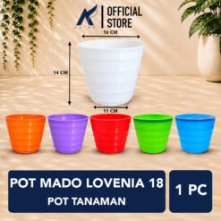 LOVENIA POT MADO 18 Gentong-Madu Tanaman Hias-Bunga Putih-Merah