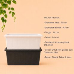 LOVENIA KAYU 50  POT PANJANG Tanaman Tumbuhan Hias Bunga dll Panjang 50 cm Centi meter Hitam Putih - Gambar 4